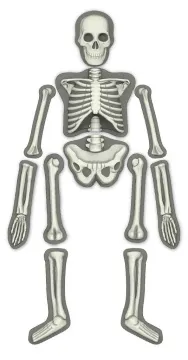 Набор 4M 00-03375 «Юный врач. Скелет человека», изображение 6