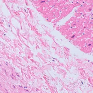 Микроскоп биологический MAGUS Bio 250BL, изображение 20