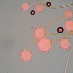 Микроскоп биологический MAGUS Bio 270T, изображение 22