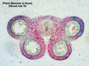 Видеоокуляр ToupCam 1,31 Мпикс, изображение 5