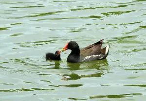 Фототелескоп Levenhuk Kelvin MAK127 AZ GOTO Wi-Fi, изображение 6