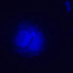 Микроскоп люминесцентный инвертированный MAGUS Lum V500L, изображение 19