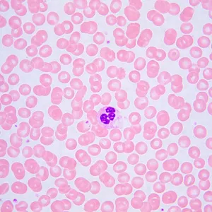 Микроскоп биологический MAGUS Bio 240T, изображение 24